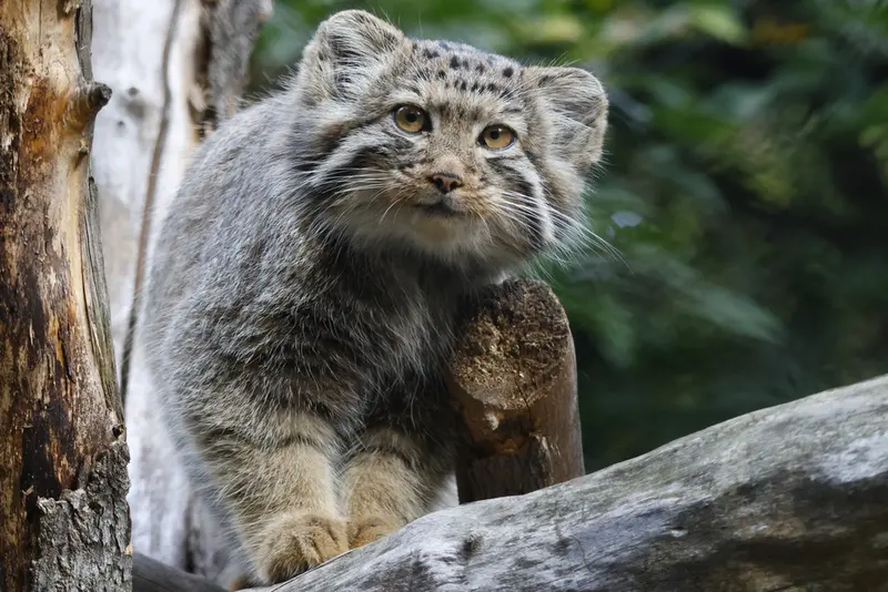 ノヴォシビルスク動物園のマヌルネコの写真
