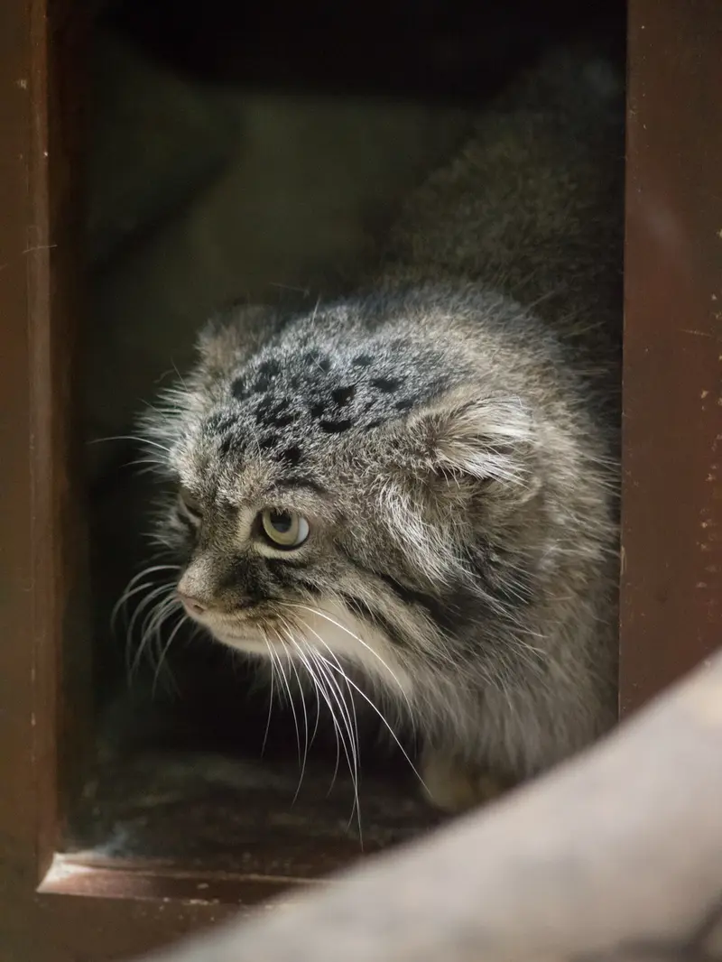恩賜上野動物園のサフランの写真