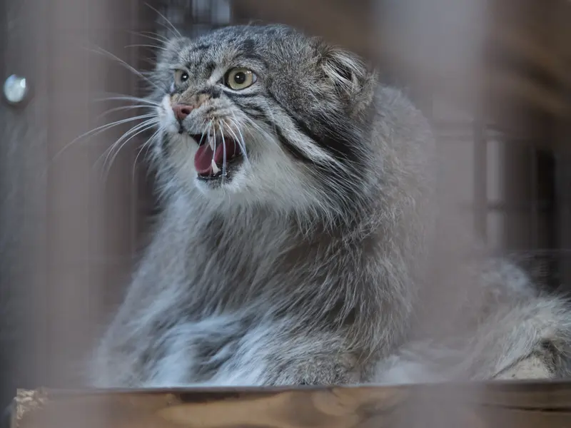 野毛山動物園のフィーガの写真