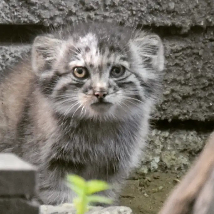 ブダペスト動物園＆植物園のボリス Ⅱの写真