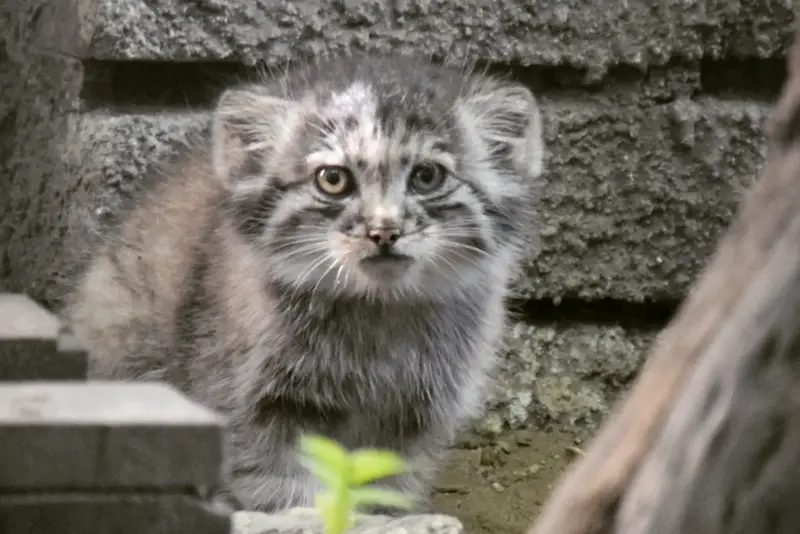 ブダペスト動物園&植物園のボリス Ⅱの写真