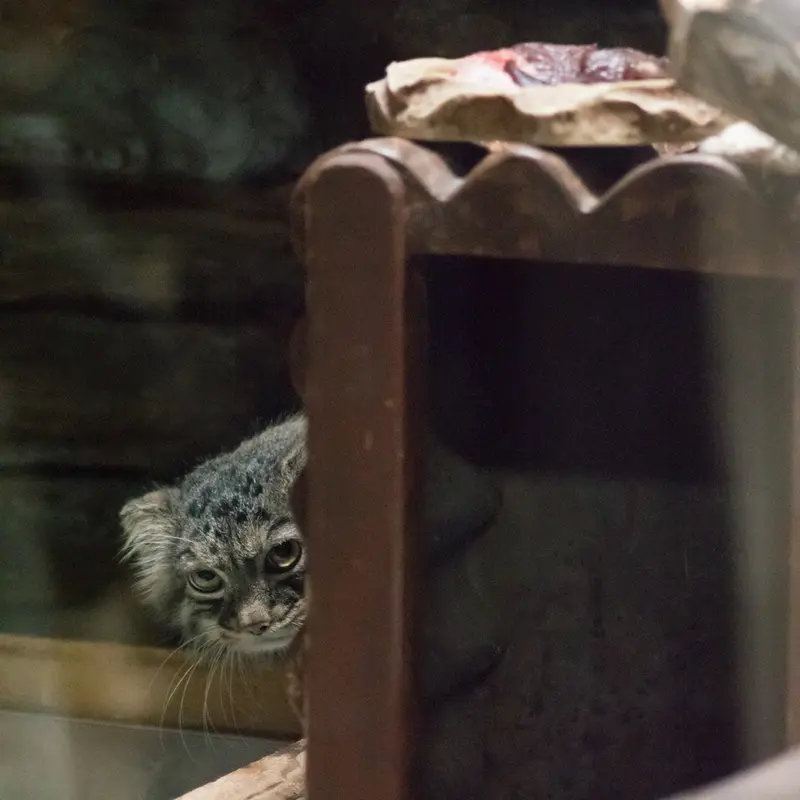 恩賜上野動物園のサフランの写真