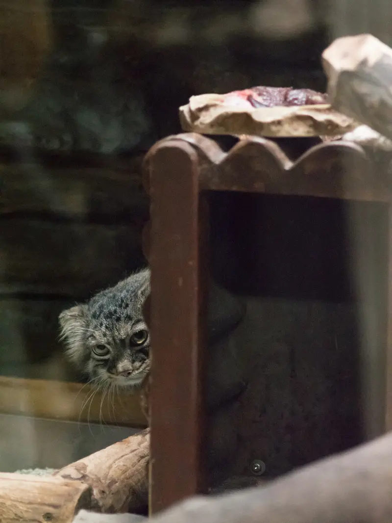 恩賜上野動物園のサフランの写真