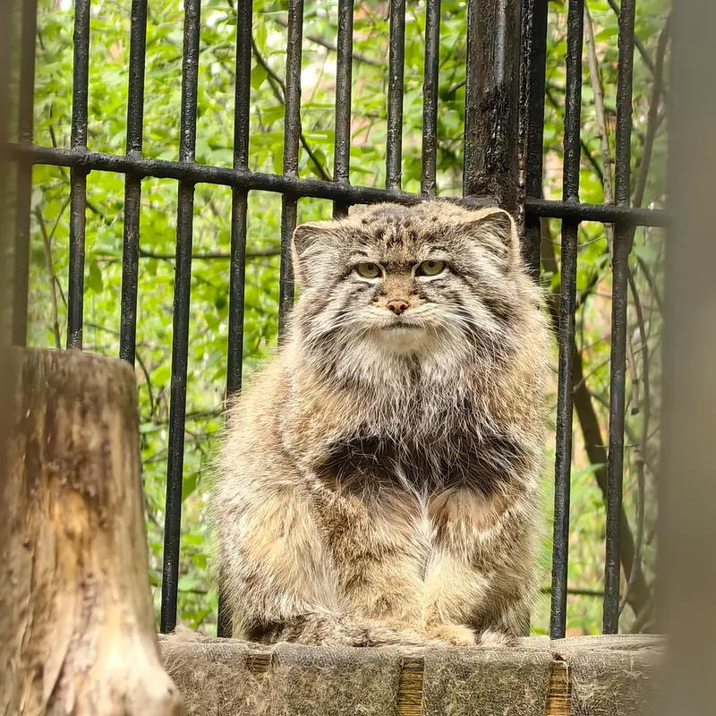 ノヴォシビルスク動物園のシルヴェスターの写真
