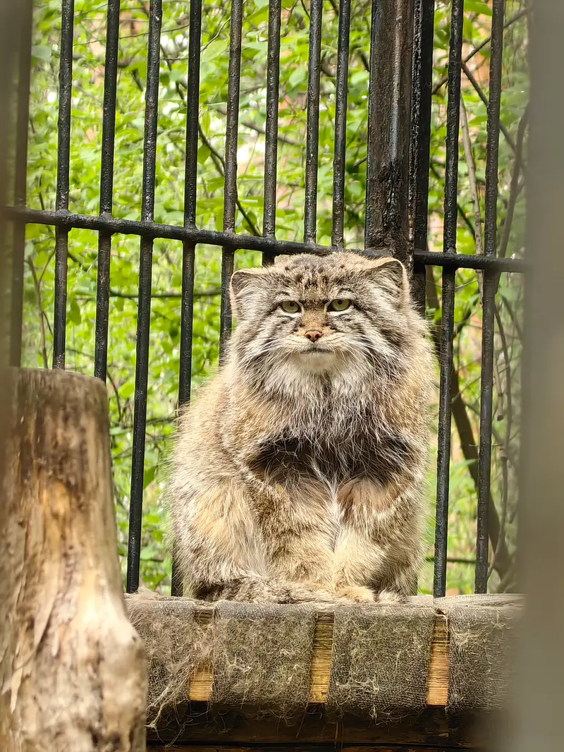 ノヴォシビルスク動物園のシルヴェスターの写真