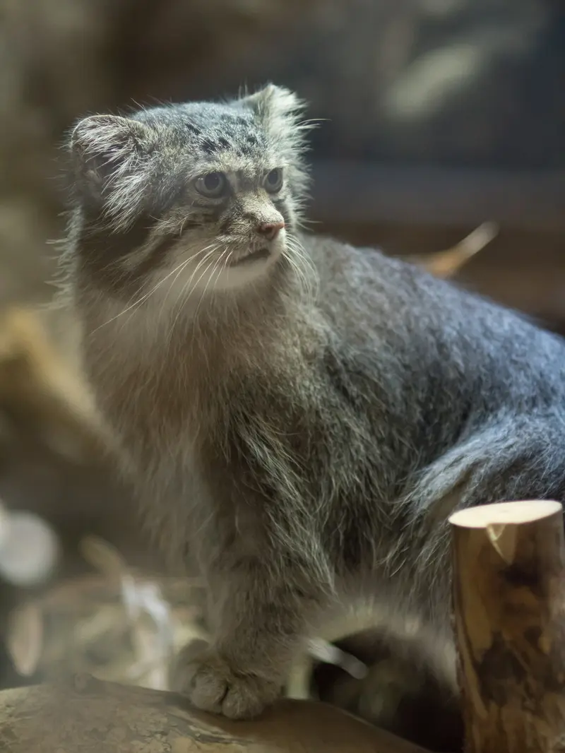 恩賜上野動物園のクリョンの写真
