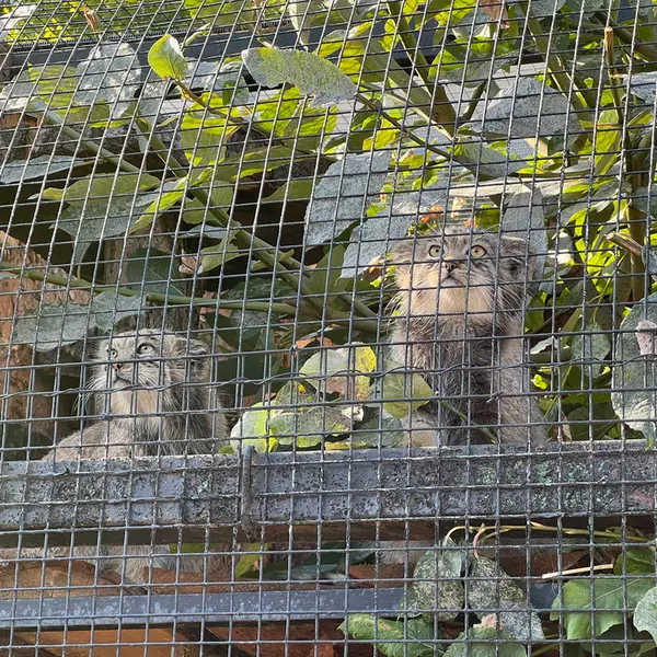 レニングラード動物園のナミカとシューの写真