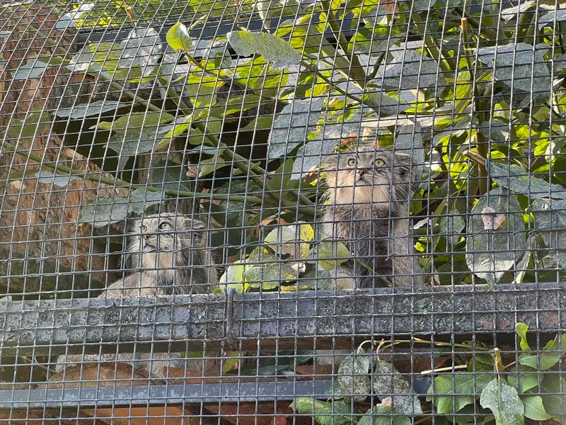 レニングラード動物園のナミカとシューの写真