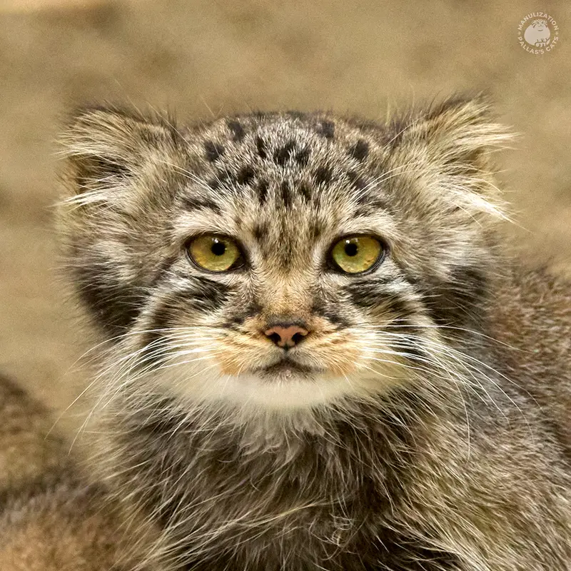 ノヴォシビルスク動物園のガビの写真