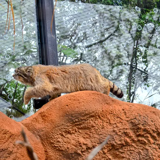 プラハ動物園のスパイの写真