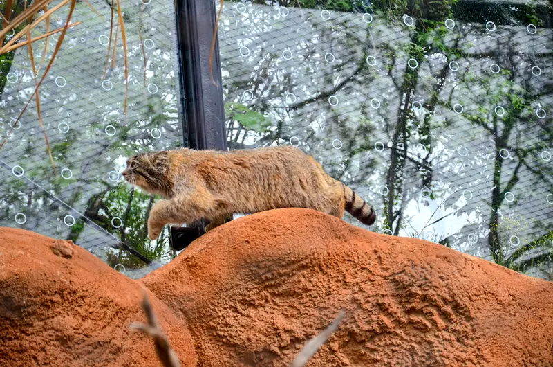 プラハ動物園のスパイの写真