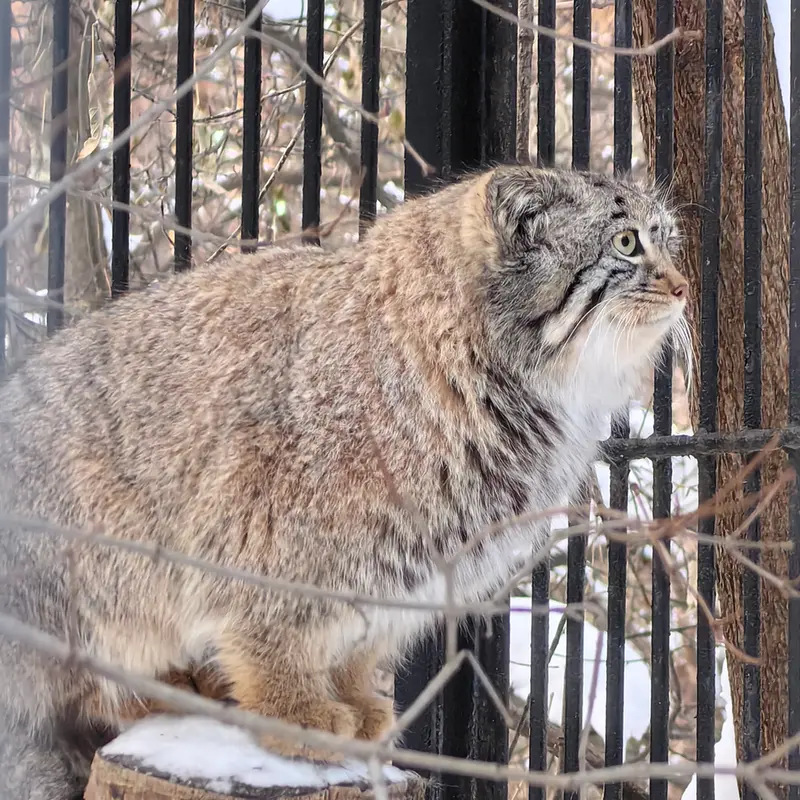 ノヴォシビルスク動物園のスキフの写真