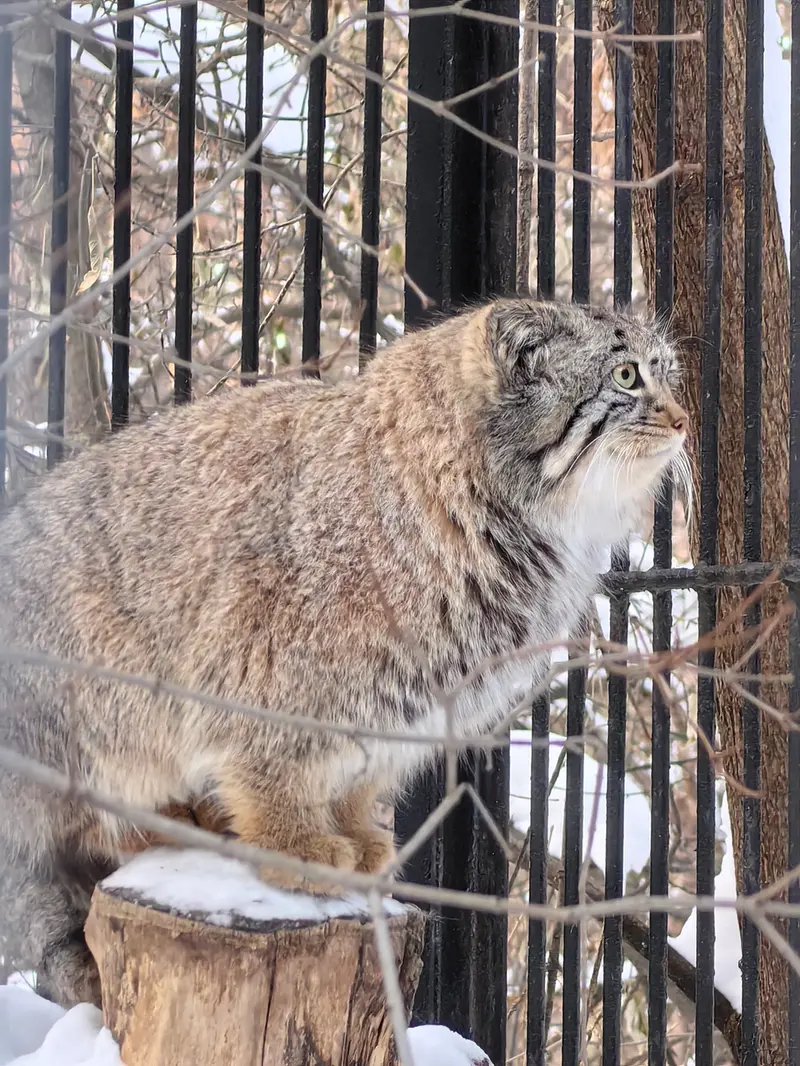 ノヴォシビルスク動物園のスキフの写真