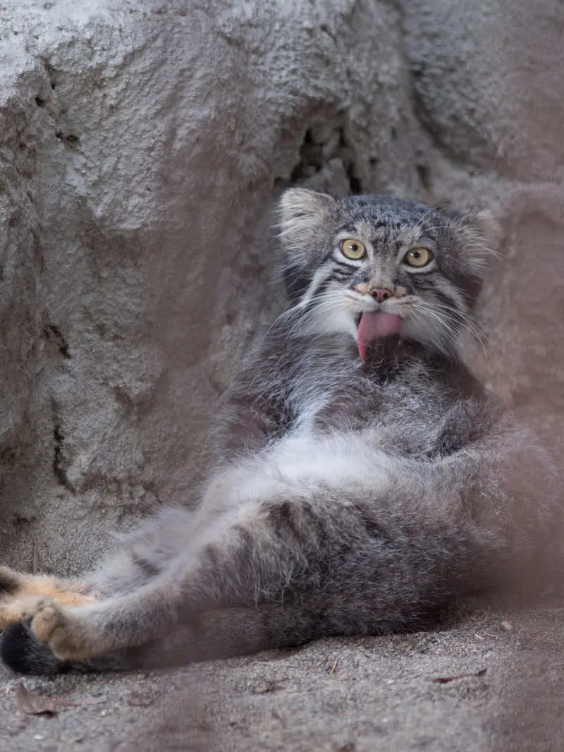 野毛山動物園のフィーガの写真