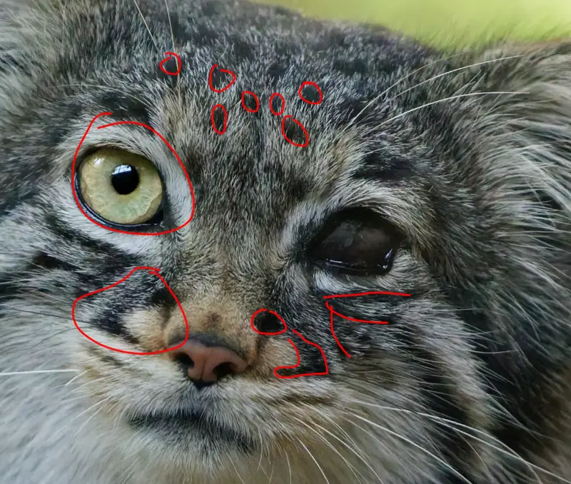 マヌルネコの写真