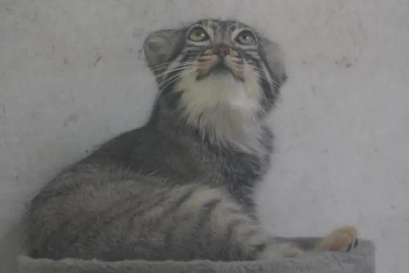 青海チベット高原野生動物園のスン・ダーニャンの写真