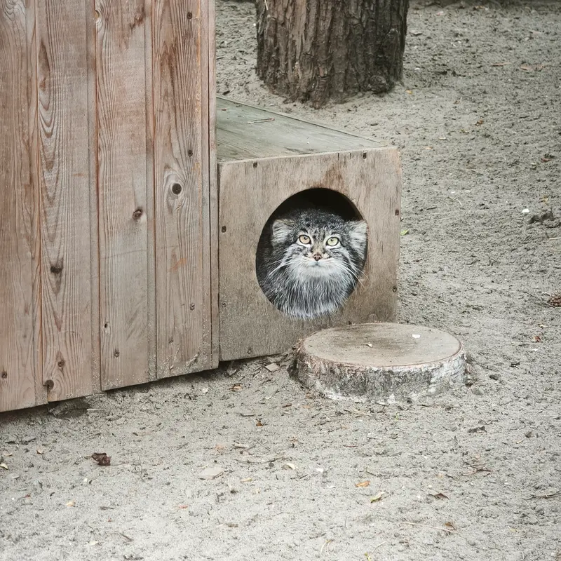 ノヴォシビルスク動物園のカトゥンの写真