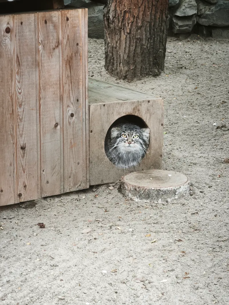 ノヴォシビルスク動物園のカトゥンの写真