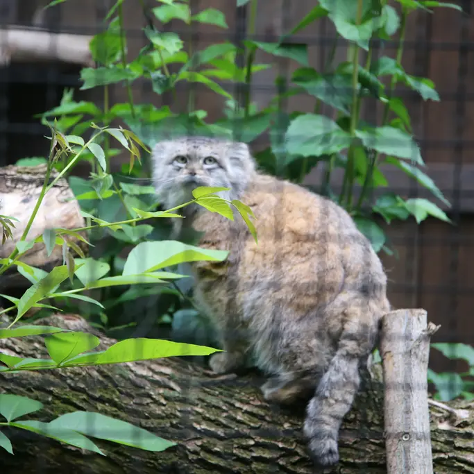 ワルシャワ動物園のジェシーの写真