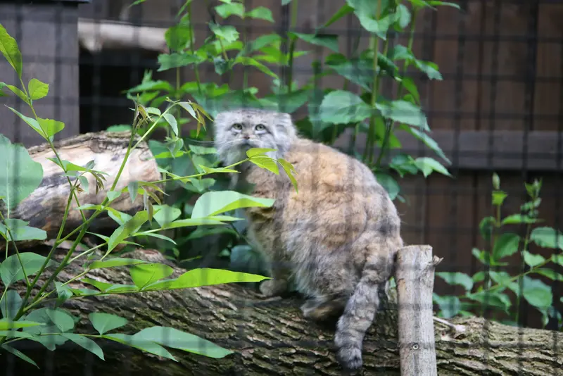 ワルシャワ動物園のジェシーの写真