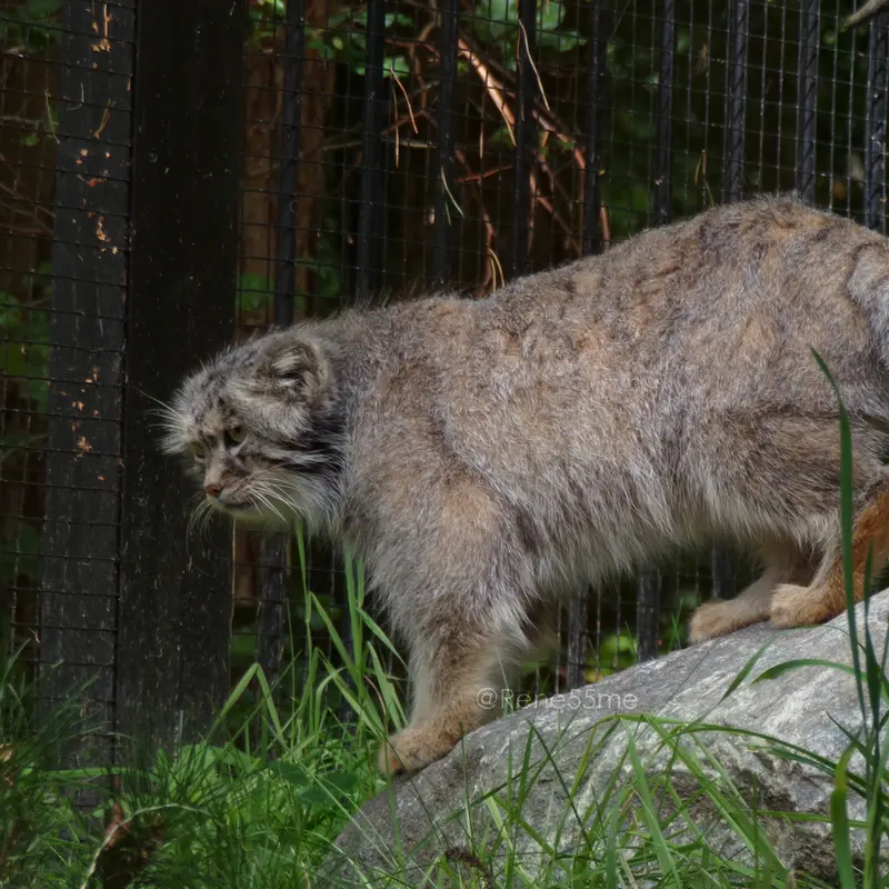 グダニスク動物園のマヌエルの写真