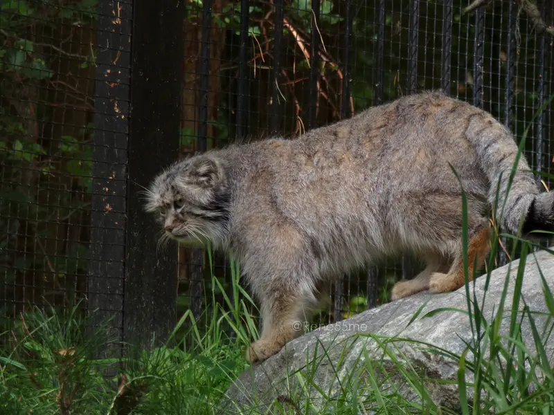 グダニスク動物園のマヌエルの写真