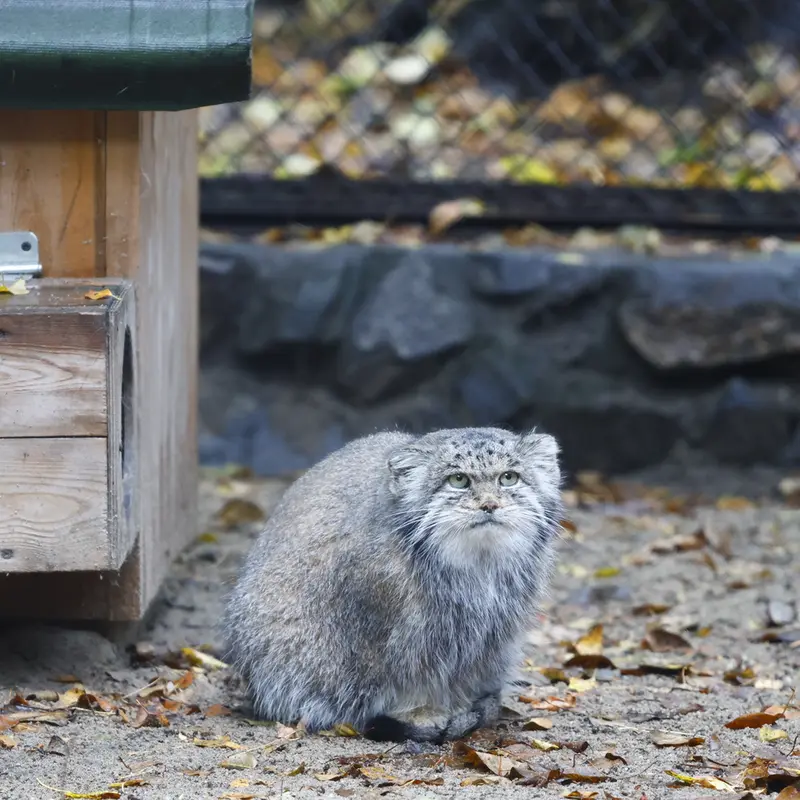 ノヴォシビルスク動物園のミアの写真