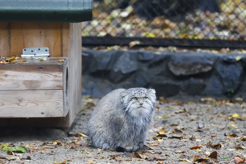 ノヴォシビルスク動物園のミアの写真