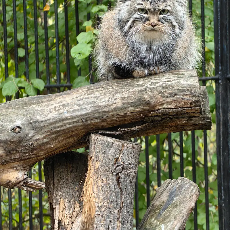 ノヴォシビルスク動物園のガビの写真