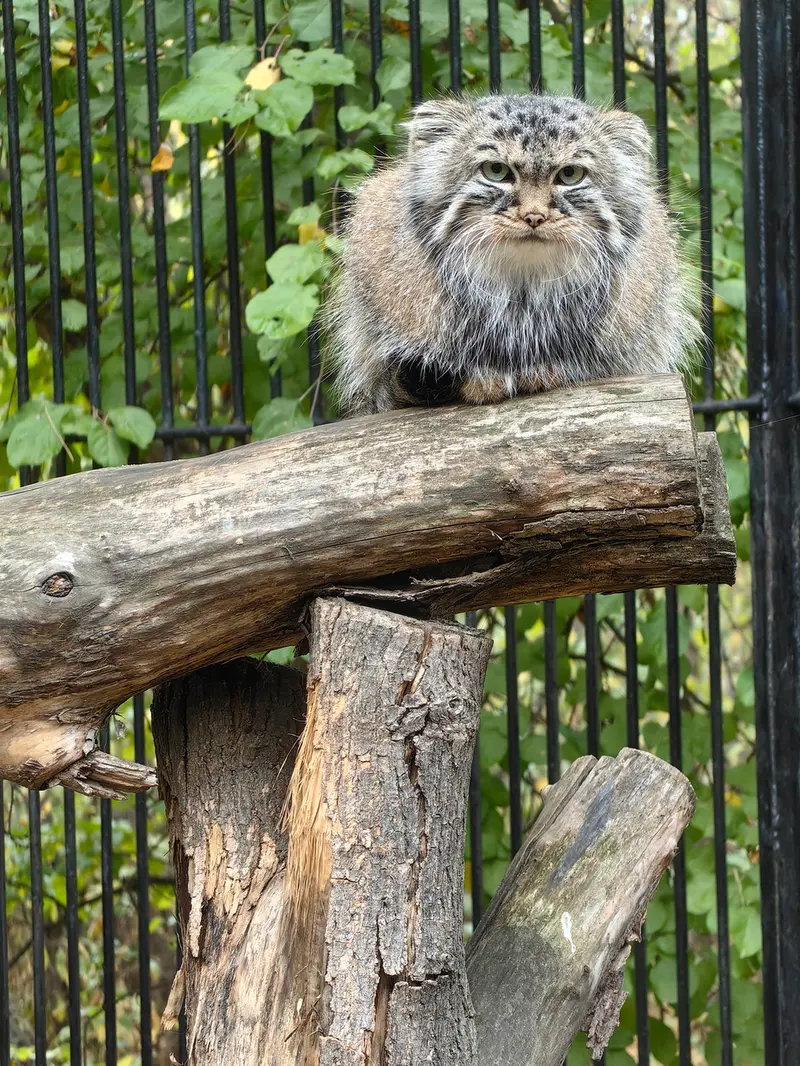 ノヴォシビルスク動物園のガビの写真