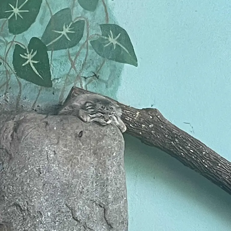 バーミングハム動物園のペルセウスの写真