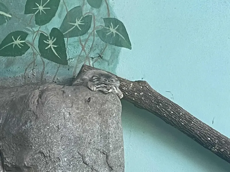 バーミングハム動物園のペルセウスの写真