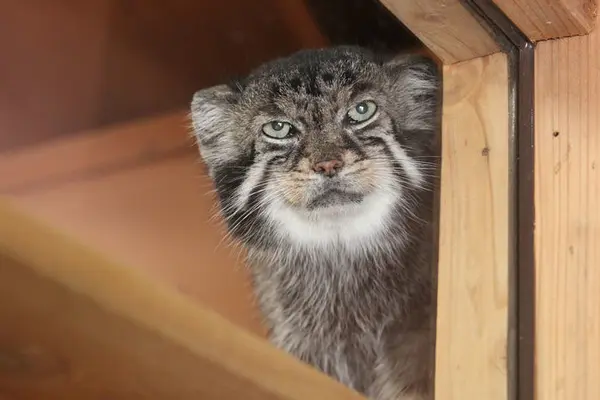 埼玉県こども動物自然公園のセバスチャンの写真