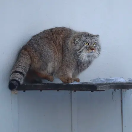 コルケアサーリ動物園のアルカスの写真