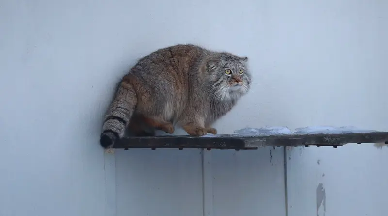 コルケアサーリ動物園のアルカスの写真