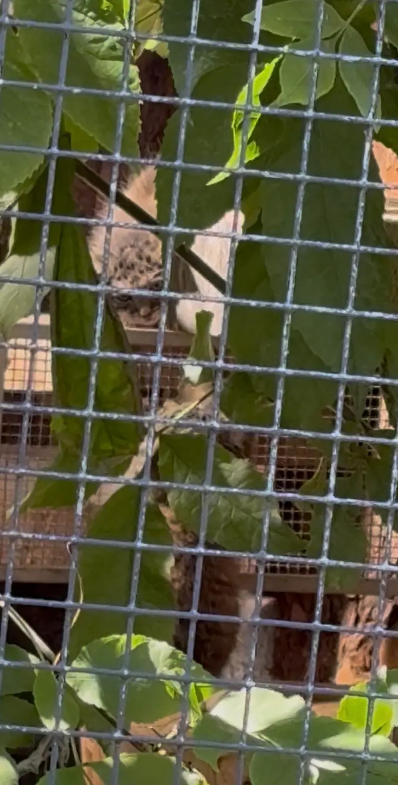 レニングラード動物園のアイデンとバークの写真