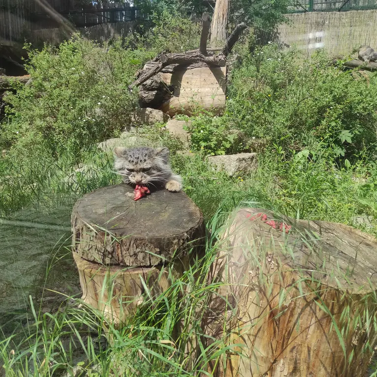 ヴロツワフ動物園のザリナの写真