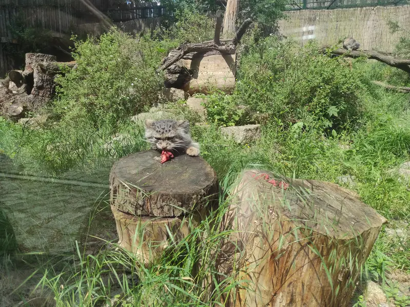 ヴロツワフ動物園のザリナの写真