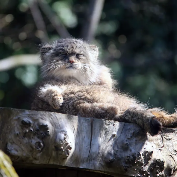 ウッチ動物園のパッツォの写真