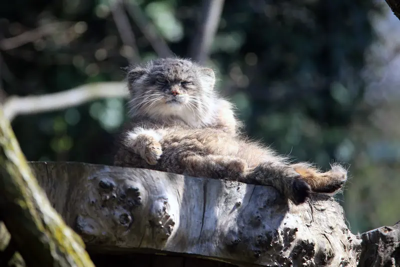 ウッチ動物園のパッツォの写真