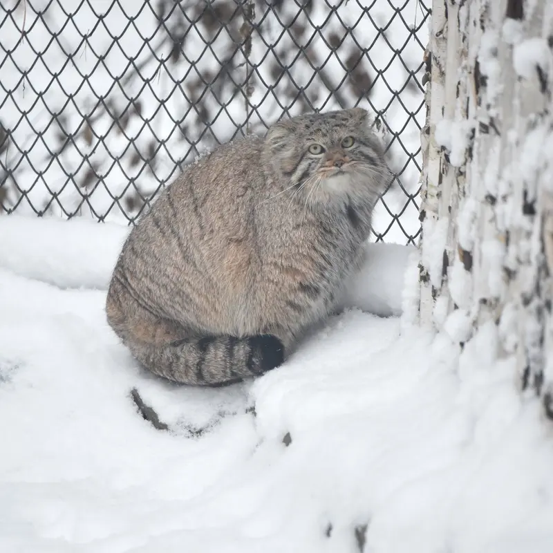 ノヴォシビルスク動物園のザラの写真