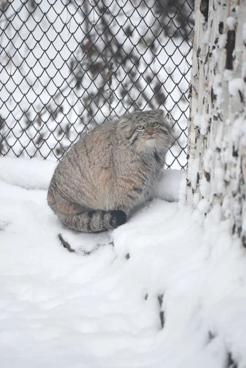 ノヴォシビルスク動物園のザラの写真