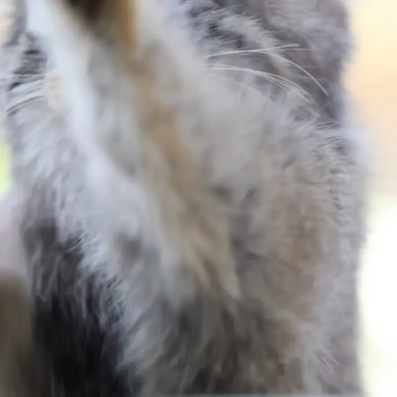 那須どうぶつ王国のマヌルネコの写真
