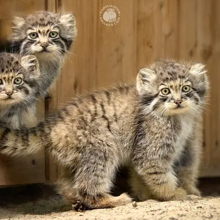 ノヴォシビルスク動物園のルフ、スキフとアーニャの写真