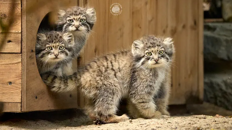 ノヴォシビルスク動物園のルフ、スキフとアーニャの写真