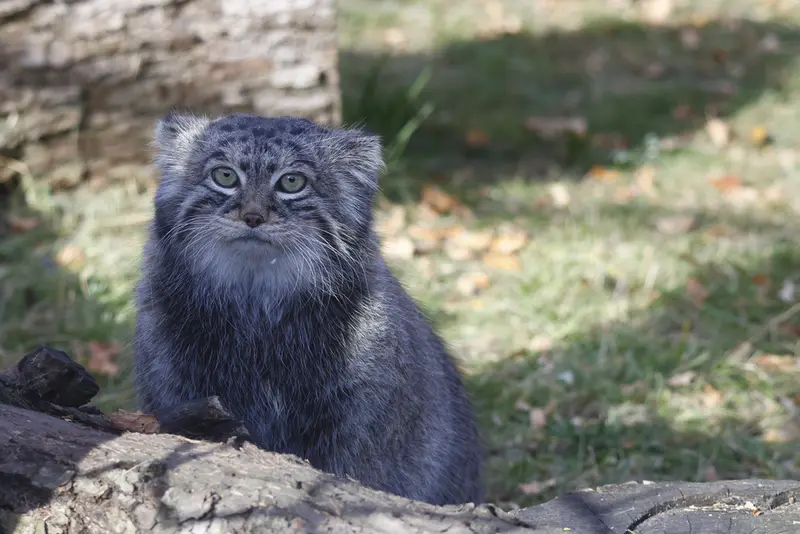 モスクワ動物園のティモフェイの写真
