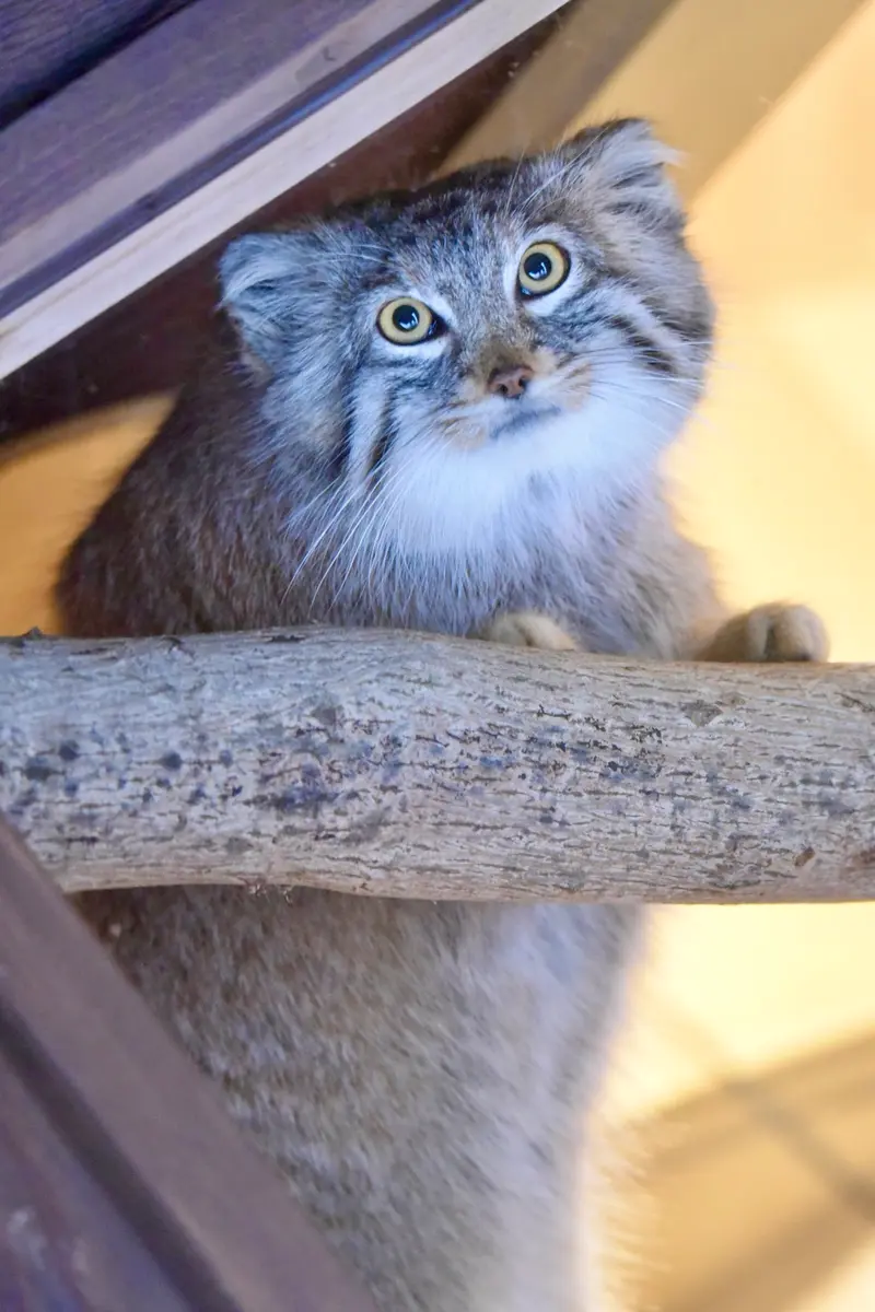 埼玉県こども動物自然公園のオリーヴァの写真