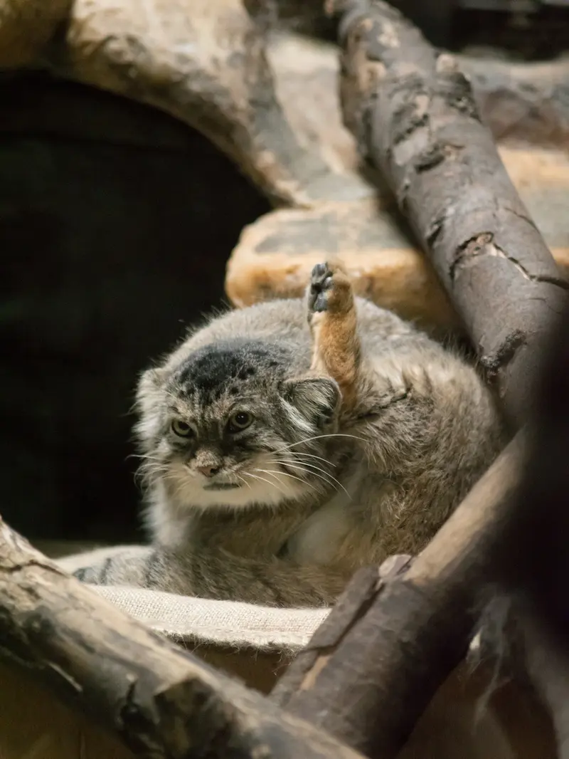 恩賜上野動物園のプリームラの写真