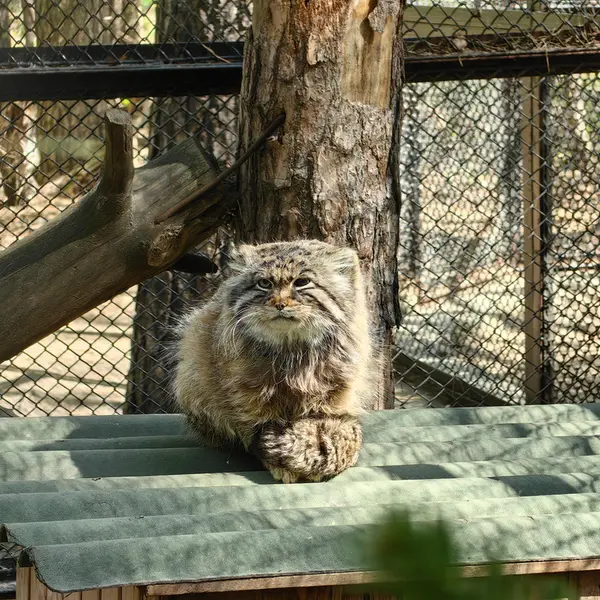 ノヴォシビルスク動物園のゼレノゴルスクの写真
