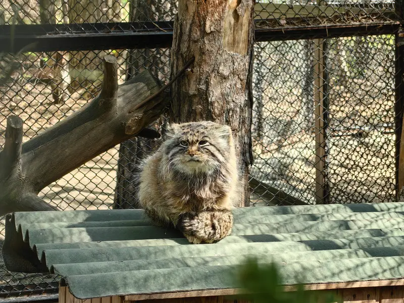 ノヴォシビルスク動物園のゼレノゴルスクの写真